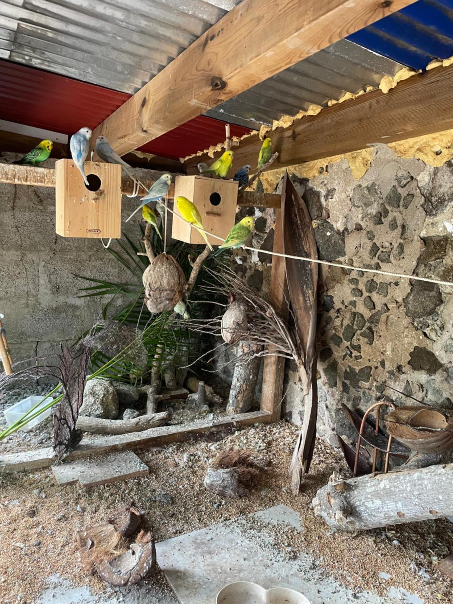 Les Hamacs Aux Saintes Ξενοδοχείο Terre-De-Haut Εξωτερικό φωτογραφία